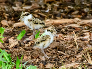 Masked Lapwing - Vanellus miles in Australia