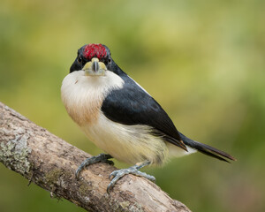 Capito hypoleucus