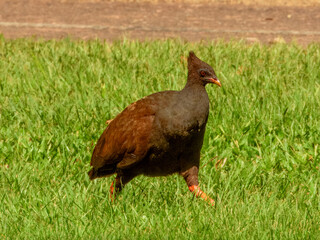 Orange-footed Megapode - Megapodius reinwardt in Australia