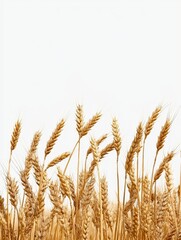 Obraz premium A field of golden wheat stalks, swaying gently in the breeze, stand tall against a bright white background, symbolizing abundance, harvest, nature, growth, and life.