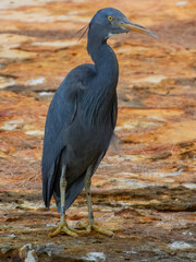 Pacific Reef-Heron - Egretta sacra in Australia