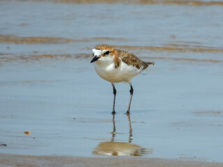 Red-capped Plover - Anarhynchus ruficapillus in Australia