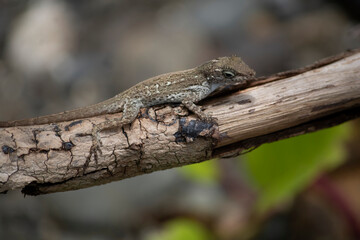 lizard on a log