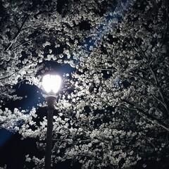 a cherry blossom tree reflected in a streetlight