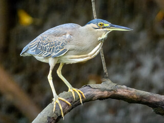 Striated Heron - Butorides striata in Australia