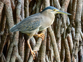 Striated Heron - Butorides striata in Australia