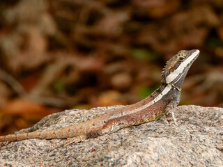Swamplands Lashtail Dragon - Tropicagama temporalis in Australia