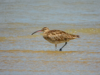 Whimbrel - Numenius phaeopus in Australia