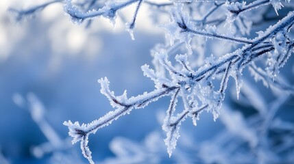 Frost-Covered Tree Branch in Winter