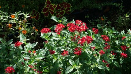 花壇で咲いているペンタス