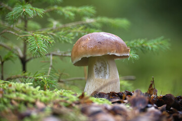 Closeup of porcini mushroom in lush forest habitat