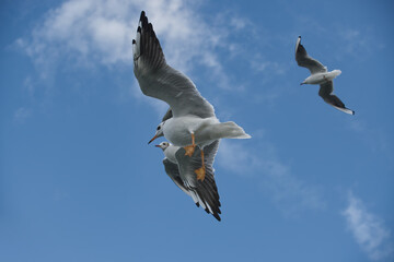 Majestic seagulls soaring against a vibrant blue sky with scattered clouds