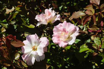 前橋バラ園　秋の薔薇の花