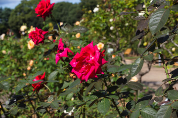 前橋バラ園　秋のバラ