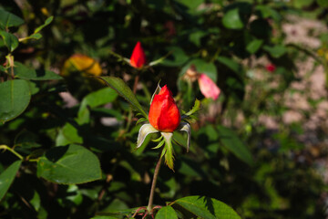前橋バラ園　秋のバラ