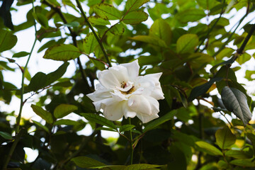 前橋バラ園　秋のバラ