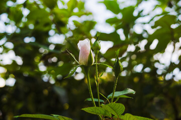 前橋バラ園　秋の薔薇の花