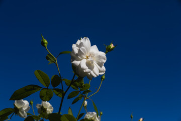 前橋バラ園　秋の薔薇の花
