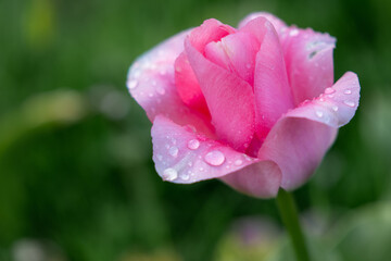 Pink Tulip with Shining Water Droplets