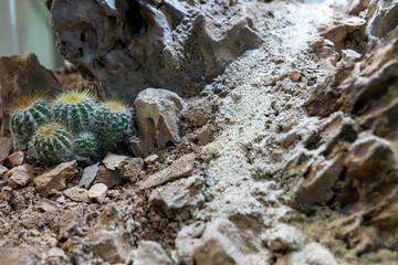 Reptile Enclosure with Rocky Terrain and Cactus