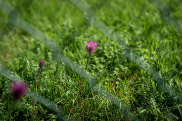 Red Clover Blooming Beyond the Fence