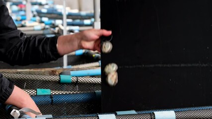 Person on commercial aquaculture abalone farm picks up and shows kelp feed