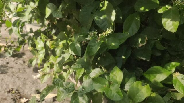 An old woman's hand picking white jasmine or Jasminum sambac flowers in the garden.