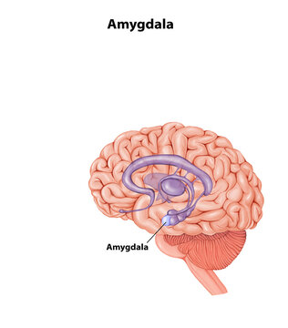 Amygdala Brain anatomy medical illustration 