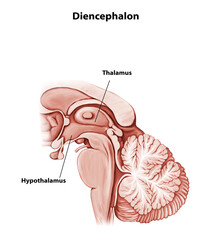 Diencephalon Medical human Brain anatomy illustration
