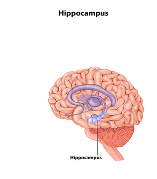 Hippocampus Brain anatomy medical illustration 