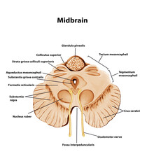 Midbrain Medical human Brain anatomy illustration 