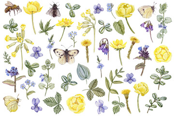 watercolor drawing yellow and blue spring flowers, plants, leaves and insects isolated at white background, hand drawn illustration