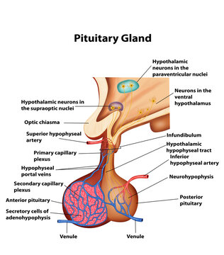 Pituitary Gland  Medical human Brain anatomy illustration