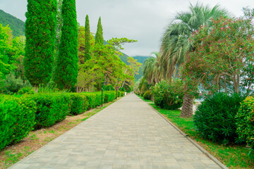 Picturesque park with palm trees and cypresses