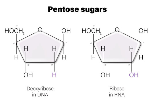 Pentose sugar. Deoxyribose and Ribose. Nucleoside component.