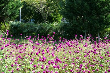花壇に咲いている沢山のセンニチコウ