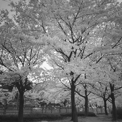 a black-and-white photograph of a cherry blossom tree