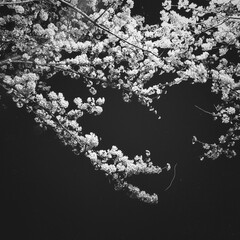 a black-and-white photograph of a cherry blossom tree on a dark night street