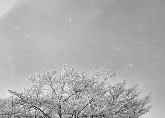 a black-and-white photograph of a cherry blossom tree flying in the wind