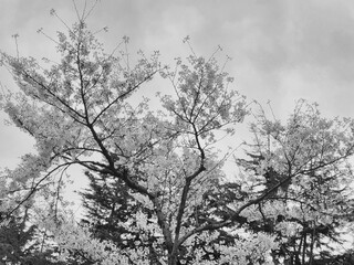 a black-and-white photograph of a cherry blossom tree