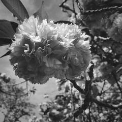 a close-up black-and-white picture of a cherry blossom tree
