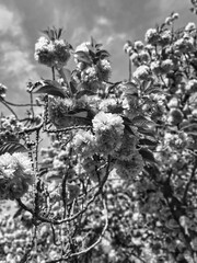 a black-and-white photograph of a cherry blossom tree