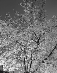 a black-and-white photograph of a cherry blossom tree
