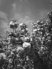 a close-up black-and-white picture of a cherry blossom tree