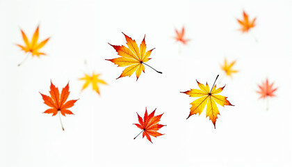 maple leaves on white background