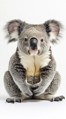 koala isolated on white background