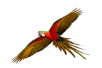 Colorful flying Harlequin Macaw parrot isolated on transparent background png file