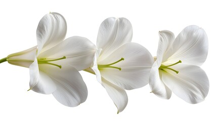 Naklejka premium Close-up of delicate white lilies, soft petals gently curving, isolated on a pure white background, minimalist floral beauty
