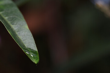 raindrop on leaf