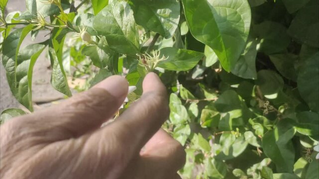 An old woman's hand picking white jasmine or Jasminum sambac flowers in the garden.